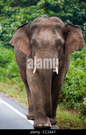 Un sauvage traverse une route dans le parc national Khao Yai. Khao Yai, Nakhon Ratchasima, Thaïlande Banque D'Images