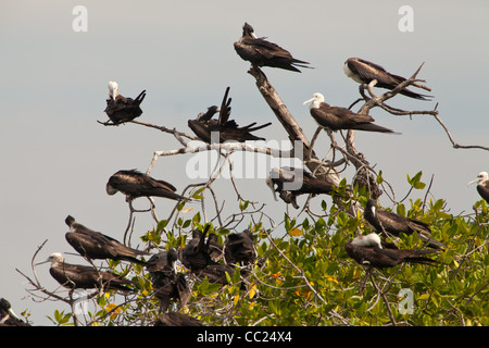 Colonie de magnifique Frigatebirds à Punta Chame, la côte Pacifique, la province de Panama, République du Panama. Banque D'Images