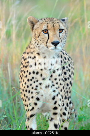 Le parc national Kruger en Afrique du Sud est célèbre pour le visionnement de jeu à des prix abordables. Banque D'Images