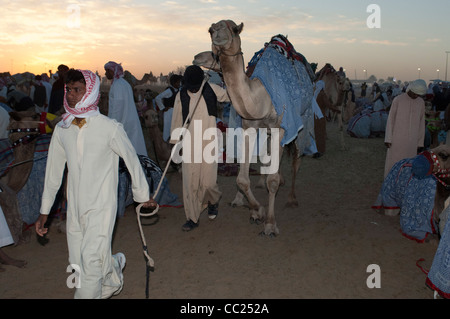 Les chameaux assemblés avant leur tour de course. Les courses de chameaux à Dubaï. 20/11/2010 Banque D'Images
