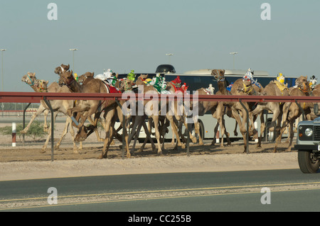 Les courses de chameaux à Dubaï. 20/11/2010 Banque D'Images