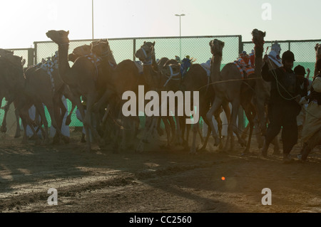 Le départ de la course. Les courses de chameaux à Dubaï. 20/11/2010 Banque D'Images
