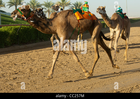 Les courses de chameaux à Dubaï. 20/11/2010 Banque D'Images