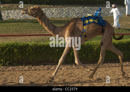 Les courses de chameaux à Dubaï. 20/11/2010 Banque D'Images