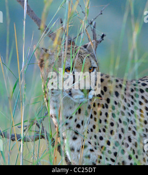 Le parc national Kruger en Afrique du Sud -- meilleures à des prix abordables. cheetah à travers l'herbe haute Banque D'Images