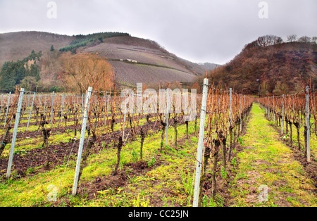 Vignoble en montagnes en Allemagne avant la pluie Banque D'Images