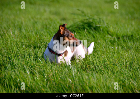 Cute Litte Jack Russell Terrier tricolore debout dans l'herbe regardant sur le terrain Banque D'Images