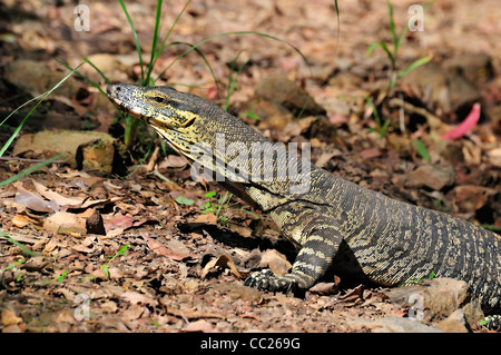 Lace monitor lizard Banque D'Images