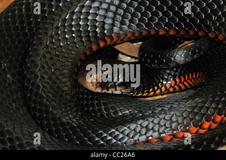 Red bellied Black Snake Pseudechis porphyriacus Banque D'Images