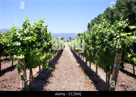 Sunstone Vineyards and Winery situé à 30 minutes au nord de Santa Barbara dans la vallée de Santa Ynez Banque D'Images