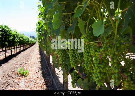 Sunstone Vineyards and Winery situé à 30 minutes au nord de Santa Barbara dans la vallée de Santa Ynez Banque D'Images