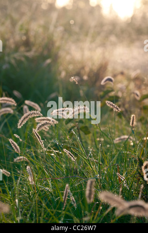 Les prairies du Queensland, Australie, Moranbah Banque D'Images