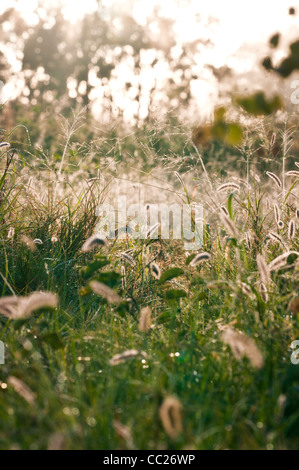 Les prairies du Queensland, Australie, Moranbah Banque D'Images