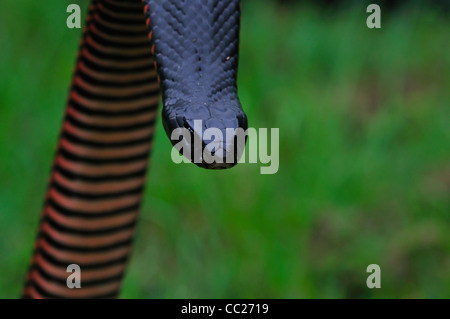 Red bellied Black Snake Pseudechis porphyriacus, Brisbane, Queensland, Australie Banque D'Images