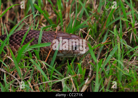 Brown King snake Pseudechis australis ou Mulga Banque D'Images