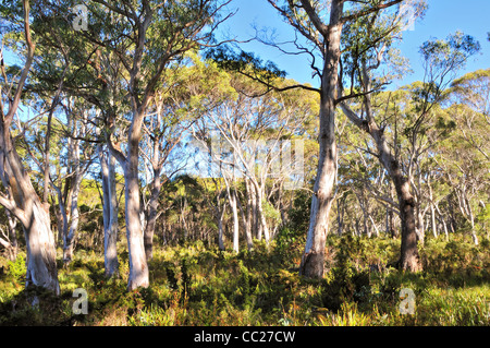 Bois de Tasmanie Banque D'Images