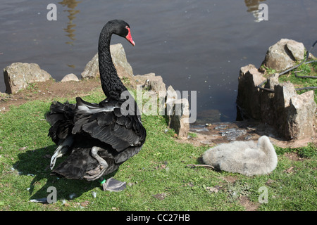 Black Swan, la famille Exmouth Banque D'Images