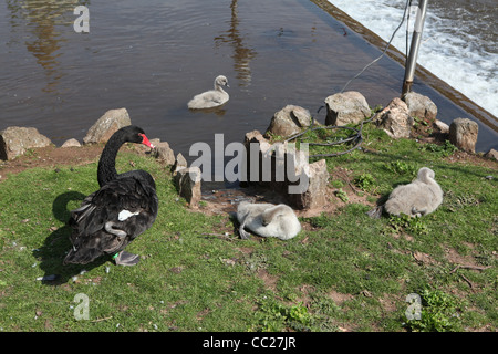 Black Swan famille Exmouth Banque D'Images