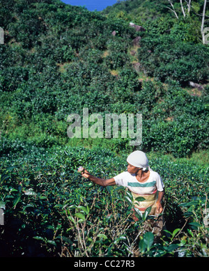 Woman picking tea, l'île de Mahé, Seychelles Banque D'Images