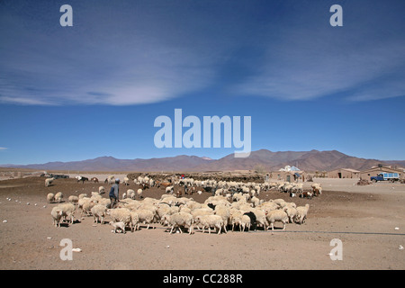 Ferme et troupeau de moutons sur l'Altiplano isolés en Argentine Banque D'Images