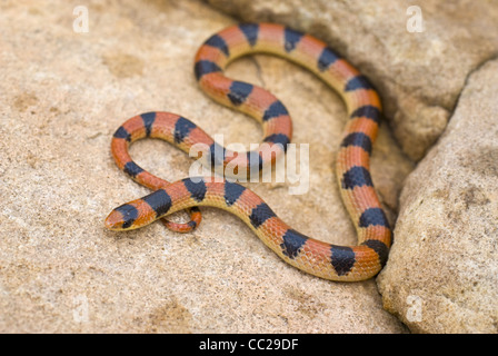 La masse de l'Ouest, Serpent (Sonora) semiannulata, Mills Canyon, Parc National de Kiowa, Smith County, Nouveau Mexique, USA. Banque D'Images