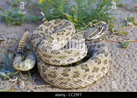 Crotale des Prairies, enroulés (Crotalus viridis), Valencia county, Nouveau Mexique, USA. Banque D'Images