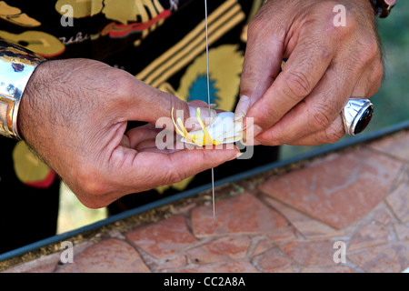 Libre d'un homme qui met des fleurs de frangipanier (plumeria) pour faire un lei sur Molokai, Hawaï, USA. Banque D'Images