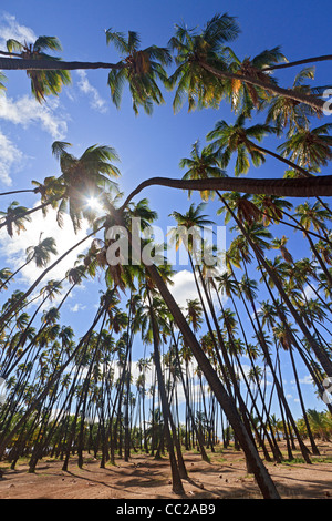 'Royal Grove' de cocotiers plantés par Hawaiian King Kamehameha V en 1868. Molokai, Hawaï, USA. Banque D'Images