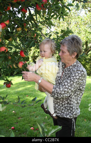 Jeune fille et sa grand-mère la cueillette des pommes d'un arbre Banque D'Images