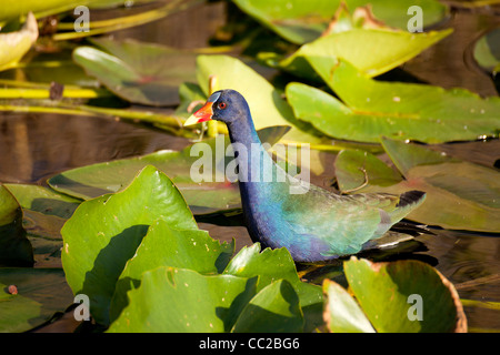 Talève Sultane (Porphyrio porphyrio), Parc National des Everglades, Florida, USA Banque D'Images