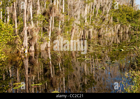 La végétation dense, la mousse espagnole dans le marais entre Big Cypress National Preserve et le Parc National des Everglades en Floride, USA Banque D'Images