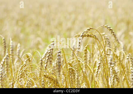 Champ de blé doré en été Banque D'Images