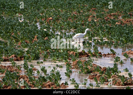 Héron garde-boeuf fraîchement arrosé les agriculteurs en terrain boueux inondées dans une oasis ville d'Égypte. Banque D'Images