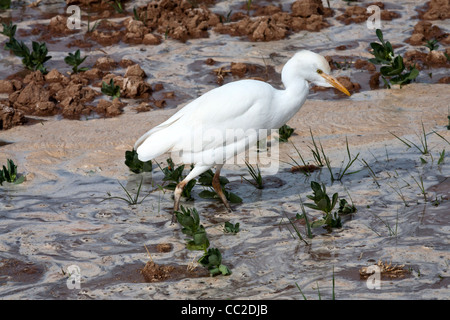 Héron garde-boeuf fraîchement arrosé les agriculteurs en terrain boueux inondées dans une oasis ville d'Égypte. Banque D'Images