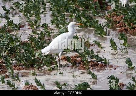 Héron garde-boeuf fraîchement arrosé les agriculteurs en terrain boueux inondées dans une oasis ville d'Égypte. Banque D'Images