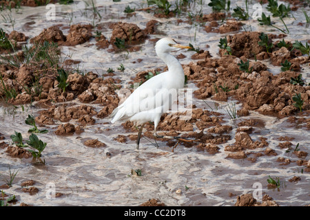 Héron garde-boeuf fraîchement arrosé les agriculteurs en terrain boueux inondées dans une oasis ville d'Égypte. Banque D'Images