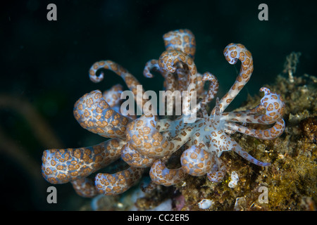 Un nudibranche à énergie solaire (Phyllodesmium longicirrum) rampe à travers une barrière de corail. Elle abrite dans ses zooxanthelles réel cerata. Banque D'Images