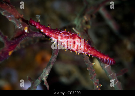 Une fusée Rose cowrie (Phenacovolva rosea) s'accroche aux branches de gorgones sur un éventail diversifié d'un récif de corail. Banque D'Images