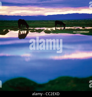 Deux chevaux paissent dans la vallée de la rivière Ged Sogog. À l'ouest de la Mongolie. Asie Banque D'Images