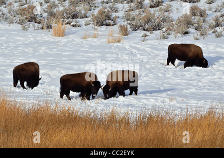 Un troupeau de bisons paissant dans la neige. Le Parc National de Yellowstone, Montana, USA. Banque D'Images