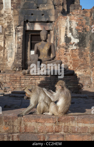 Les singes dans les ruines du Prang Sam Yot, Lopburi, Asie Banque D'Images