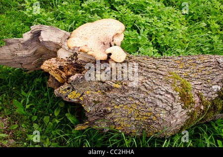 Champignon poussant sur un tronc d'arbre tombé. Banque D'Images