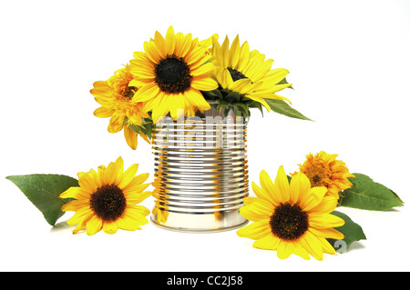 Différentes fleurs de tournesol dans une boîte de recyclage Banque D'Images