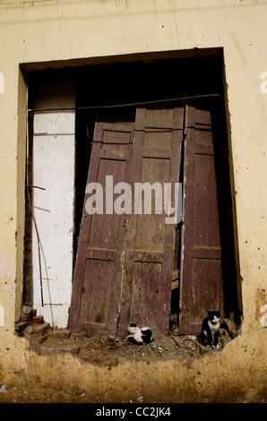 Portes en bois avec des chats abandonnés, la ville de Louxor, Egypte Banque D'Images