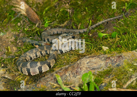 Blotched Serpent d'eau Nerodia erythrogaster transversa Flat Creek, près de Jenkins, Missouri, United States Banque D'Images