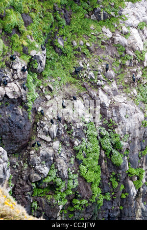 La colonie de nidification Cormoran de Brandt. Phalacrocorax penicillatus Sea Lion Caves, Lane County, Oregon, United States Banque D'Images