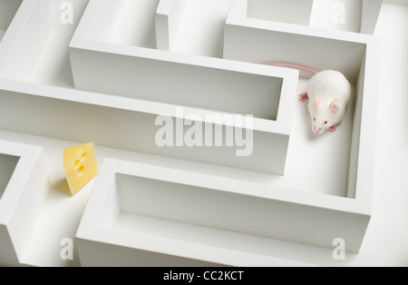 Souris blanche en labyrinthe, studio shot Banque D'Images