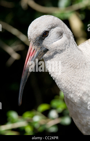 Un oiseau gris avec un long bec. Banque D'Images