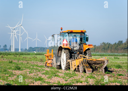 Agriculteur sur le tracteur la récolte des oignons Banque D'Images