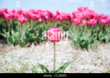 Seul ou en groupe de tulipes roses Banque D'Images